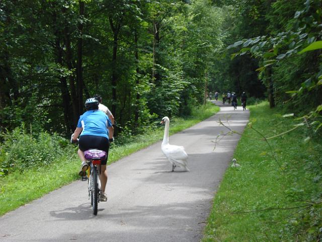 56 Herr Schwan mag es nicht wenn wir vorbeifahren.JPG